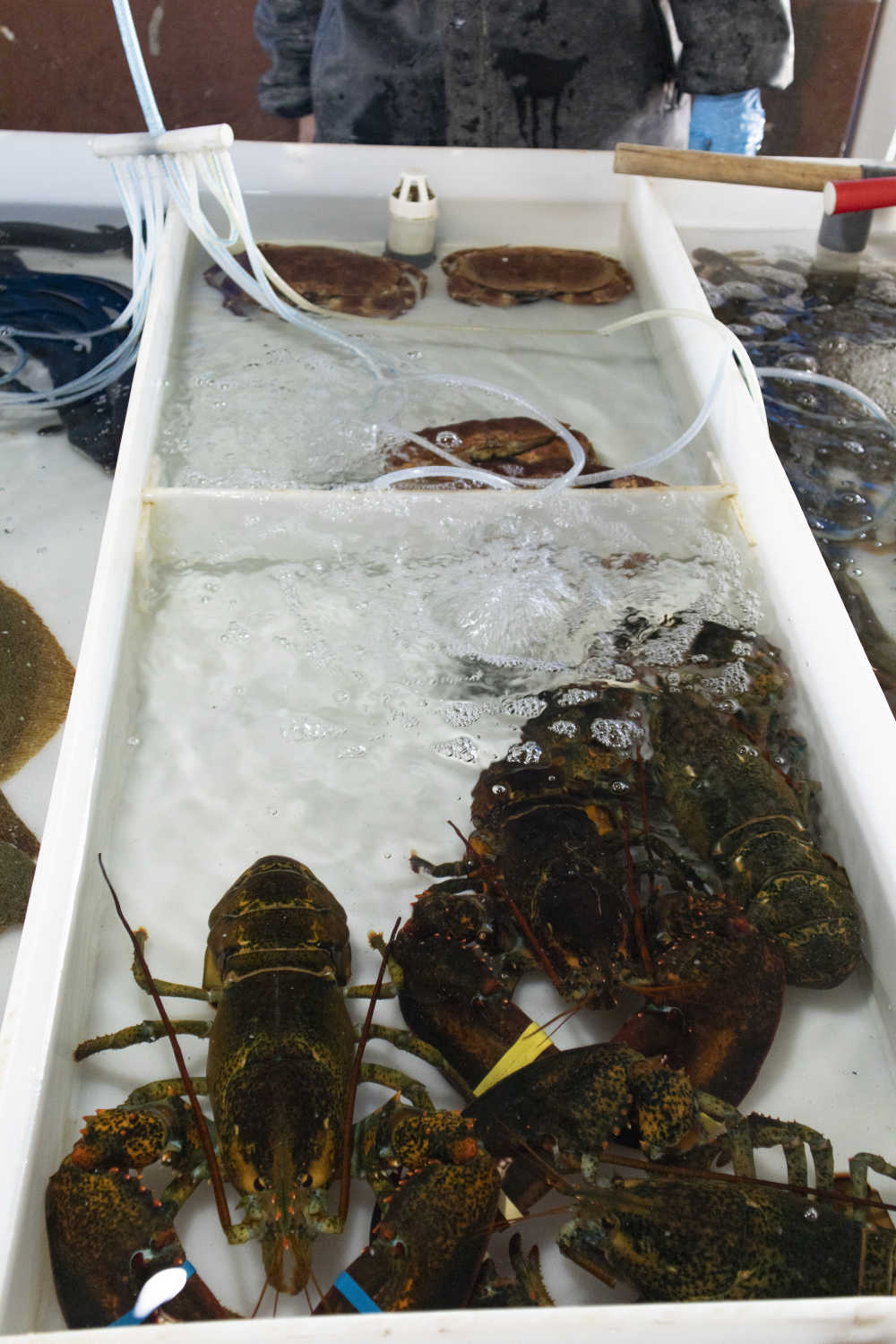 威海南海新区海鲜