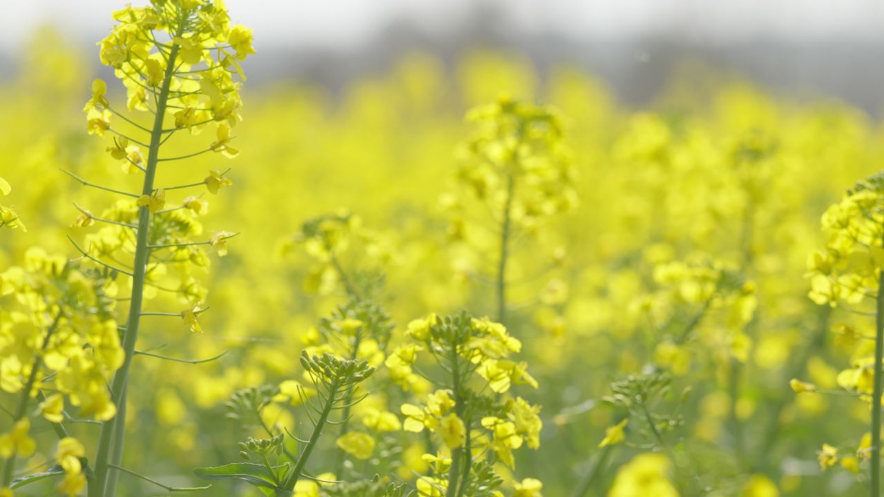 春天农村油菜花海蜜蜂采蜜 11