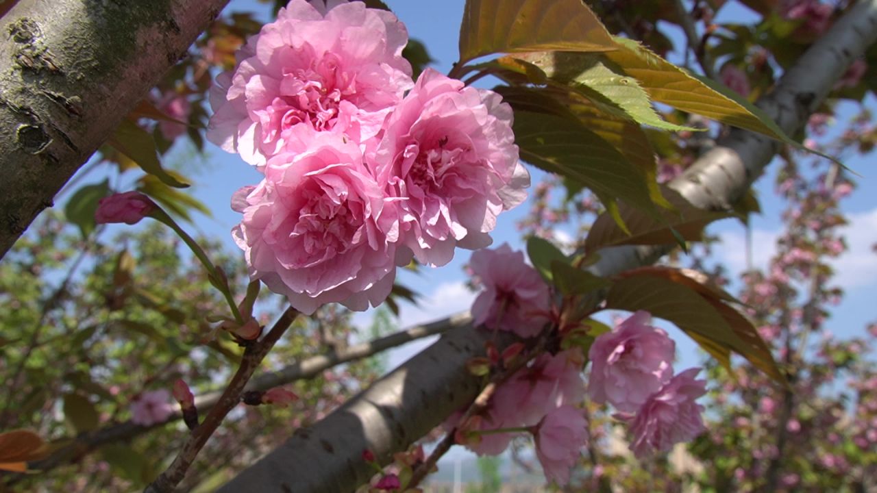 樱花