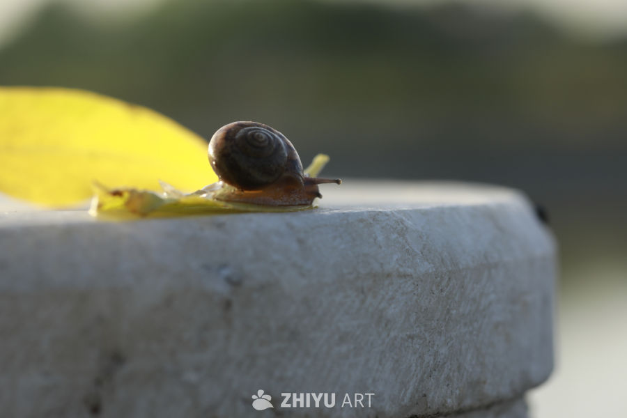 蜗牛的慢生活