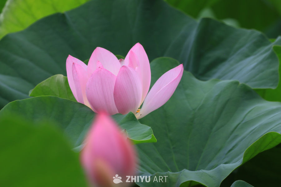 荷花 119