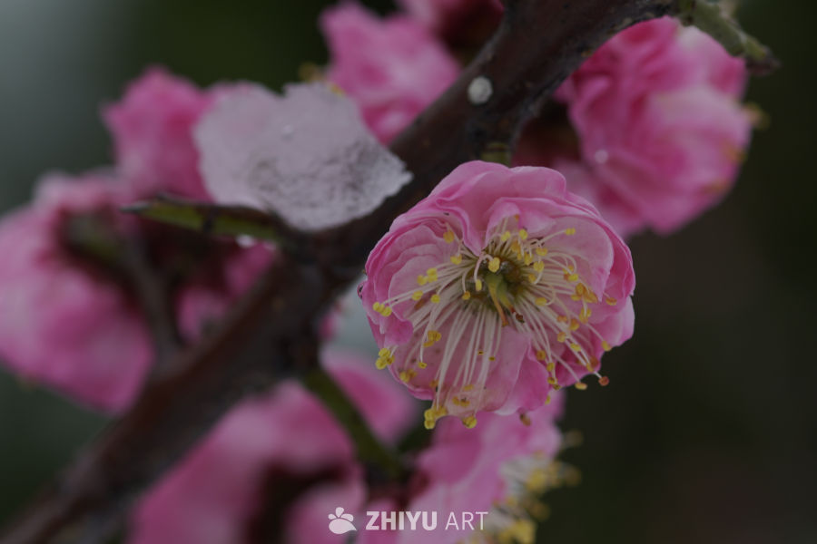 春日梅花绽放