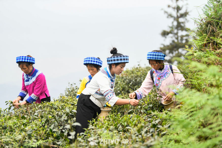 少数民族茶山采茶 9