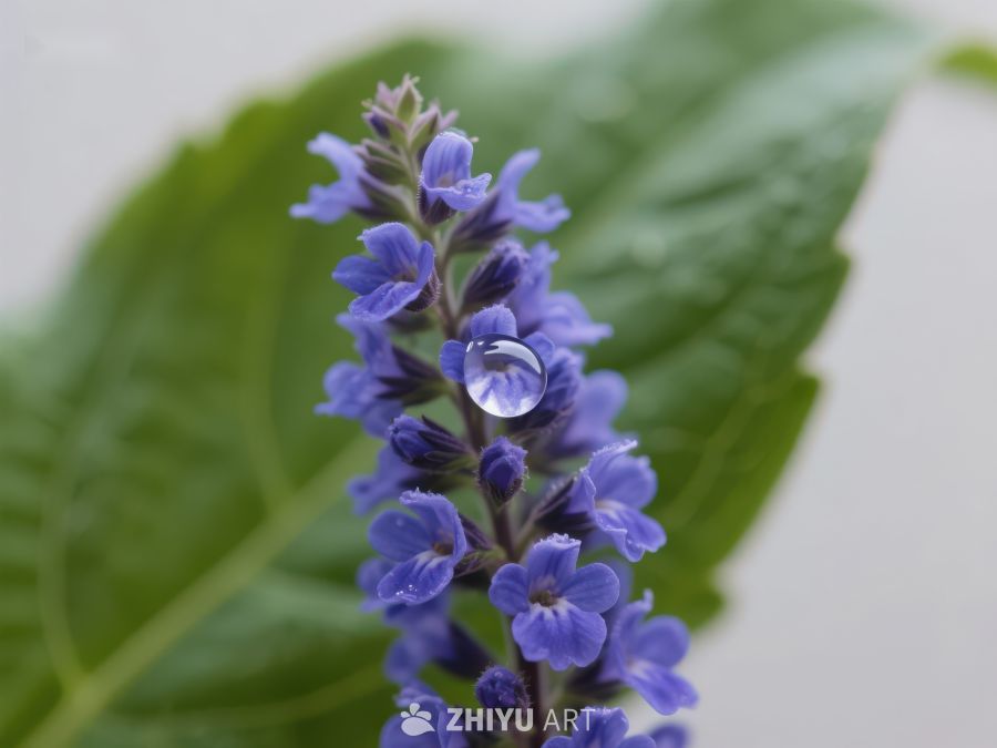紫色花朵上的晶莹水滴 709