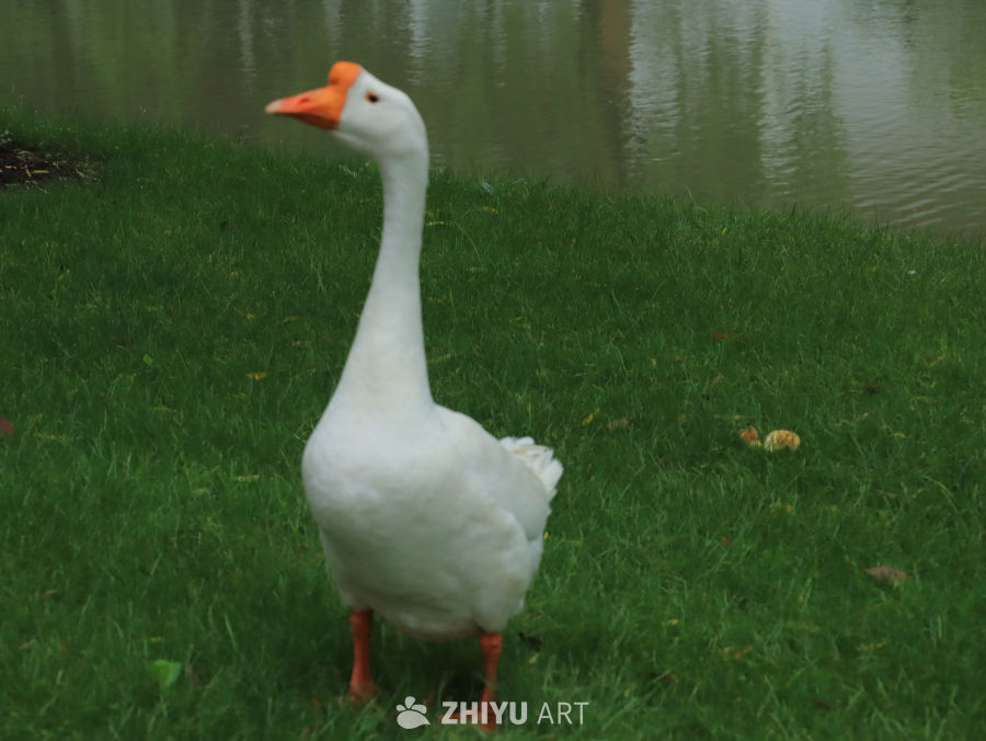 湖边的白鹅
