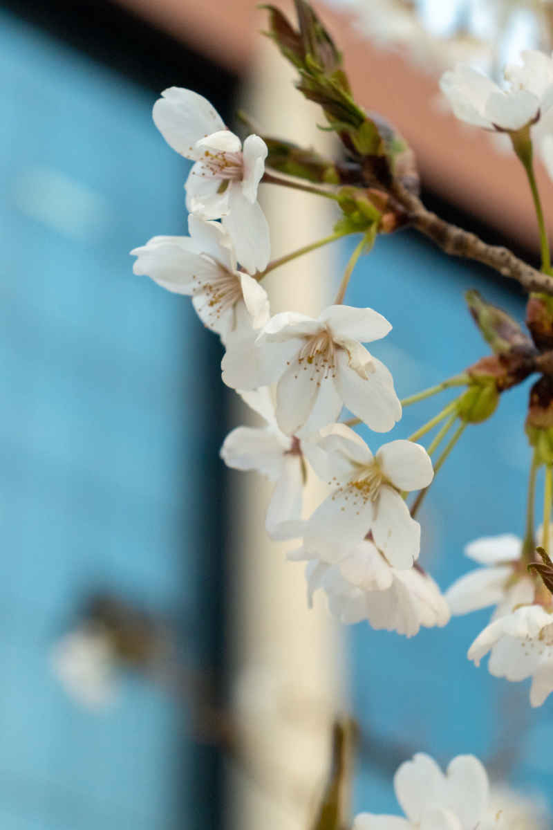 花影缤纷
