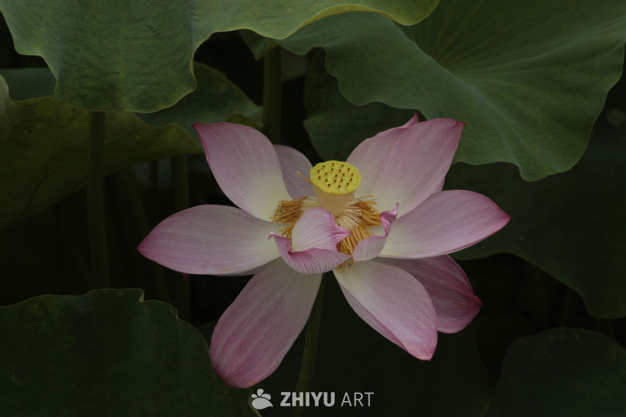 粉嫩荷花绽放