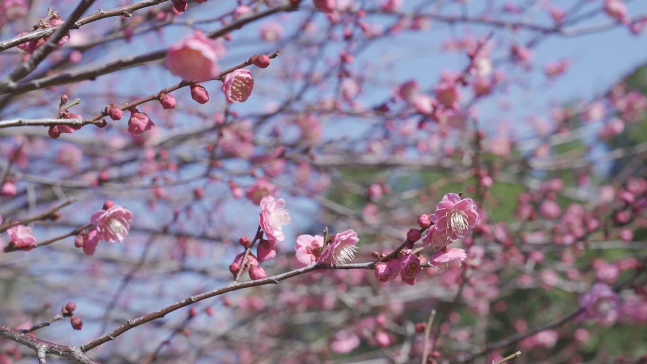 冬天的梅花 10