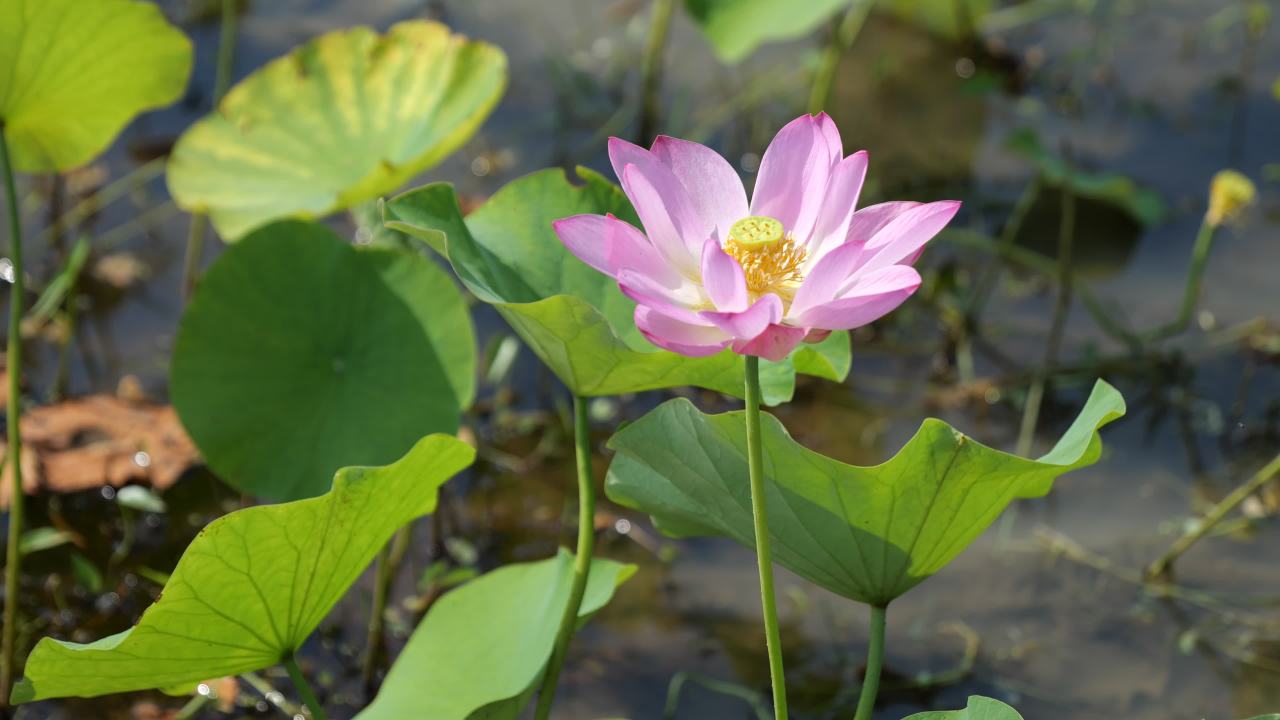 荷花（二） 42