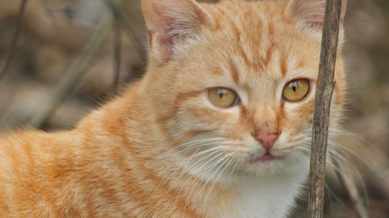 一只橘猫4K实拍
