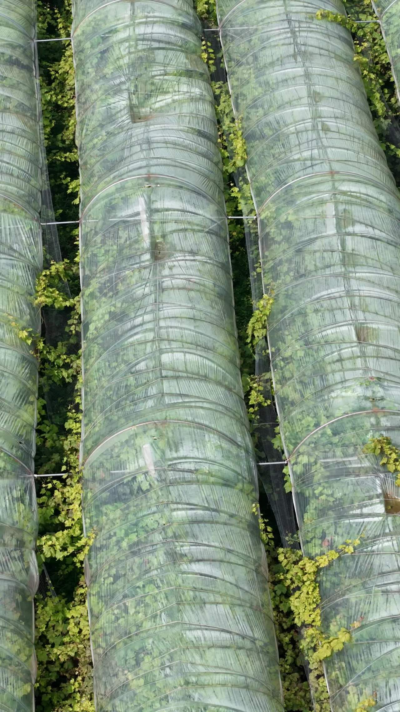 温室植物覆盖景象