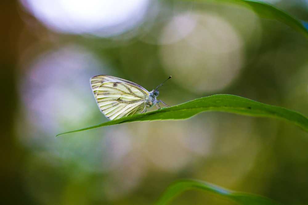 绿色管白蝴蝶昆虫