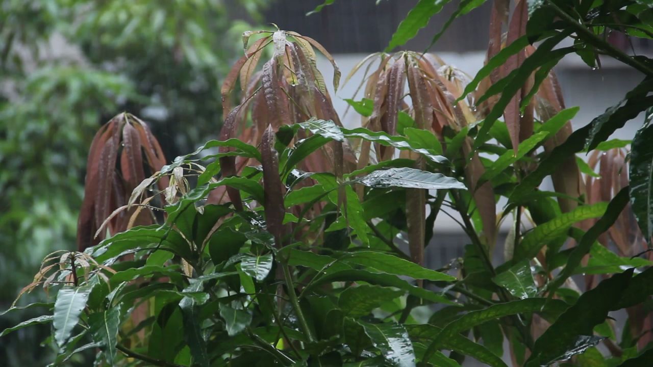 大雨中的芒果树新叶2