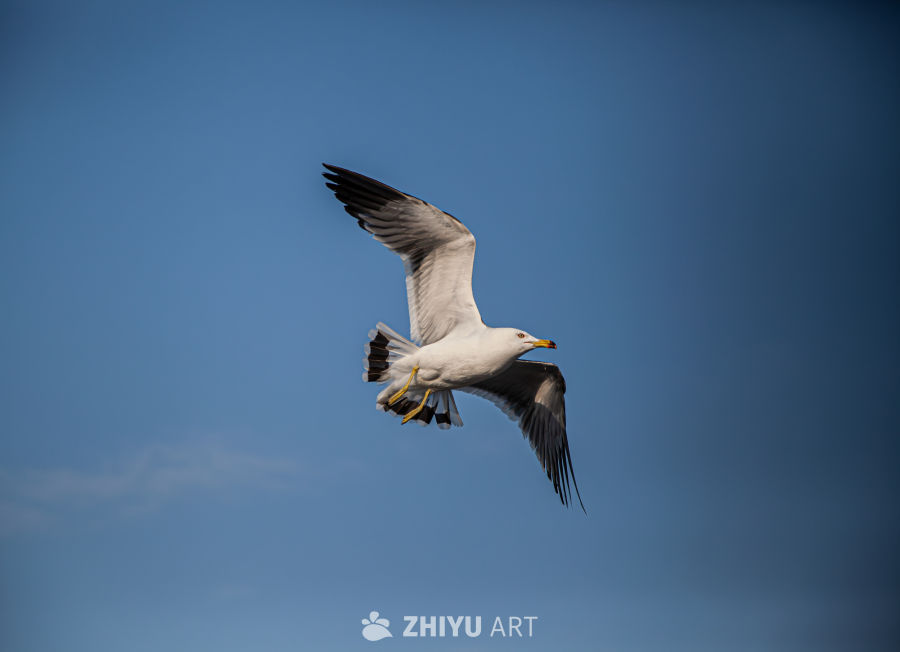 风光 7