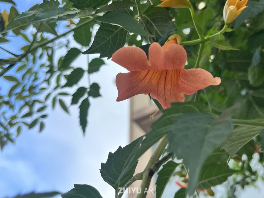 橙色喇叭花与绿叶