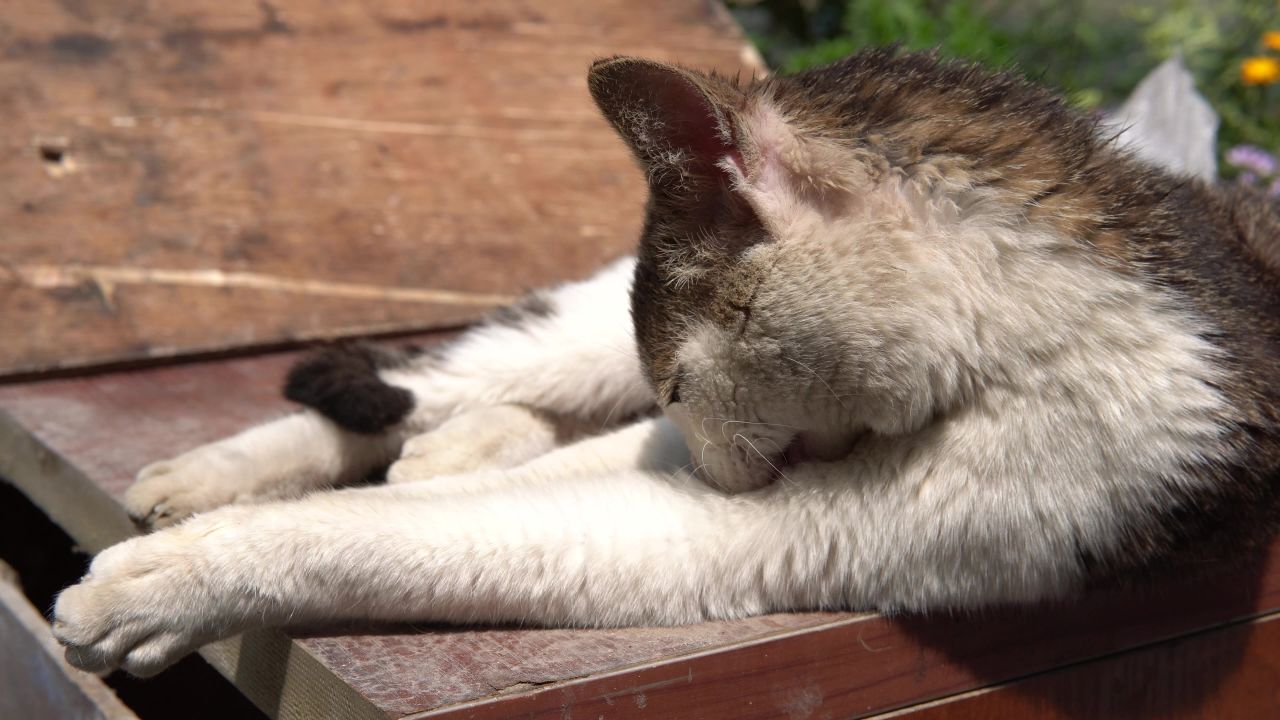 中午太阳下狸花猫舔毛