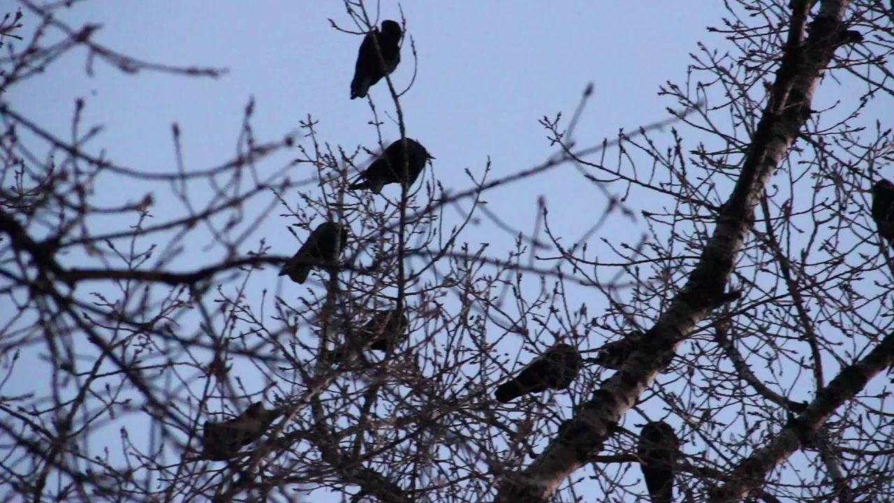 乌鸦树剪影黑鸟