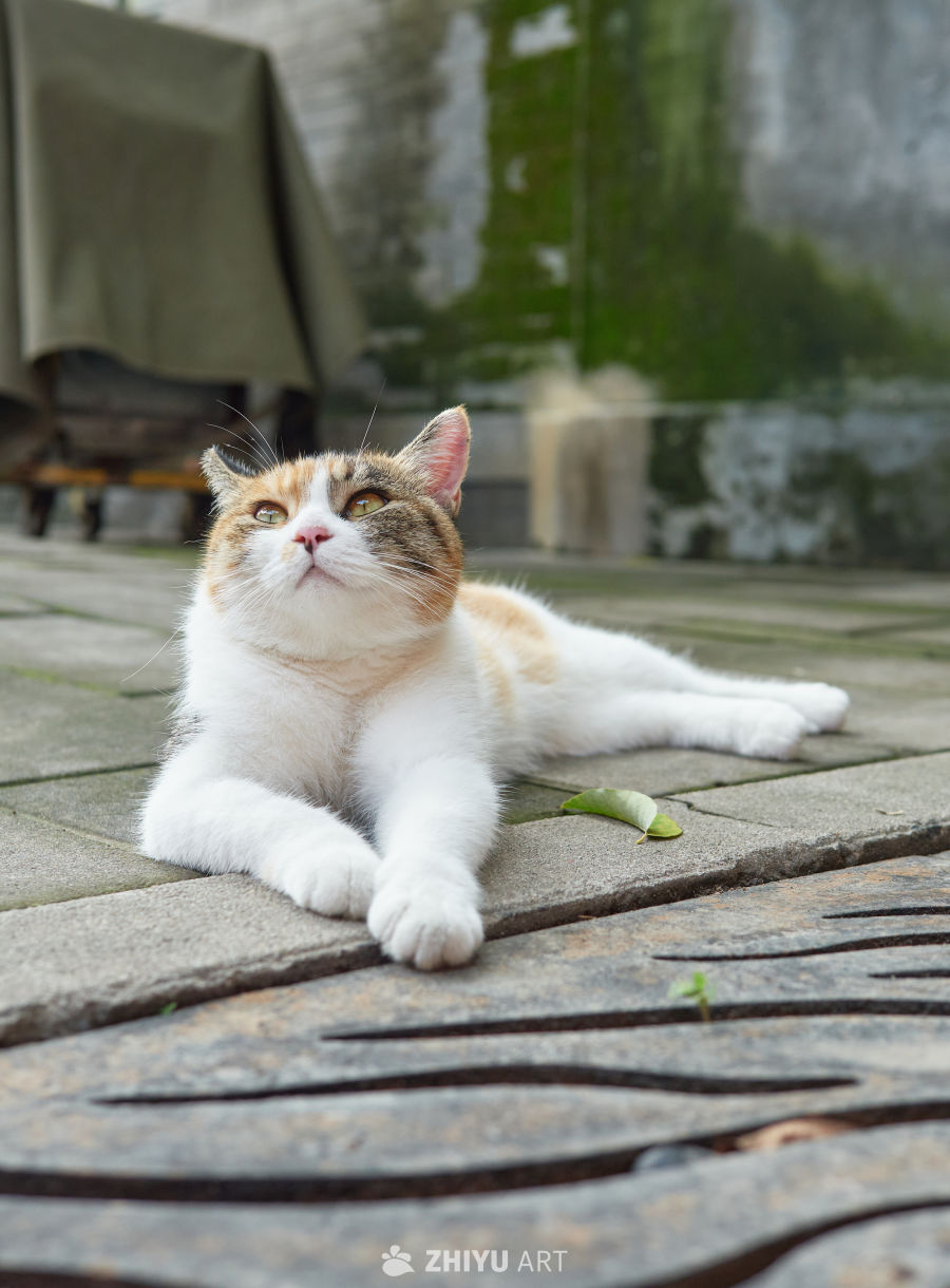 三花猫咪户外石板慵懒趴卧特写