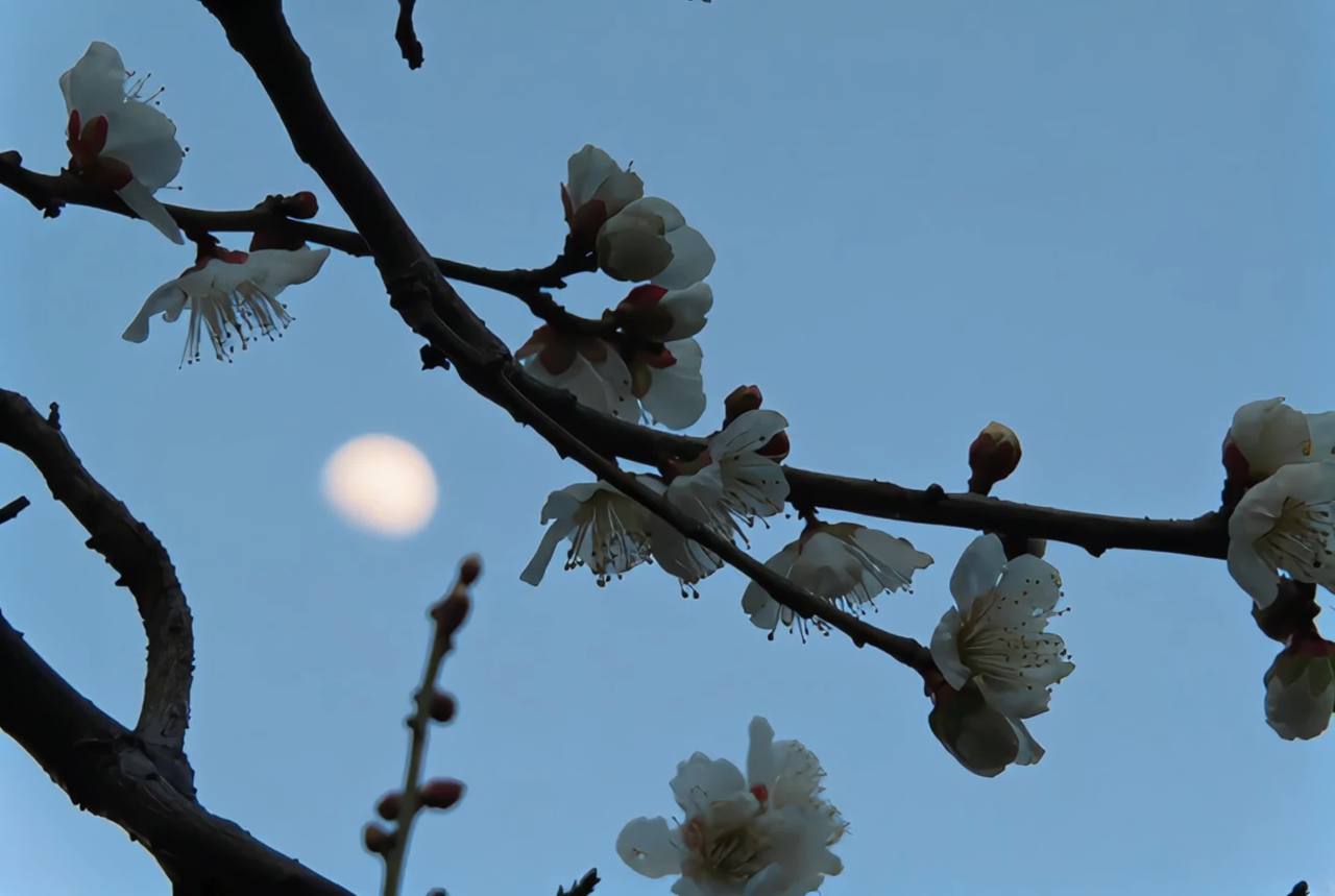 月下花影