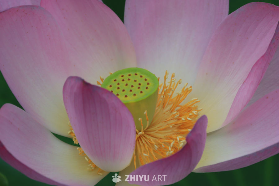荷花 42