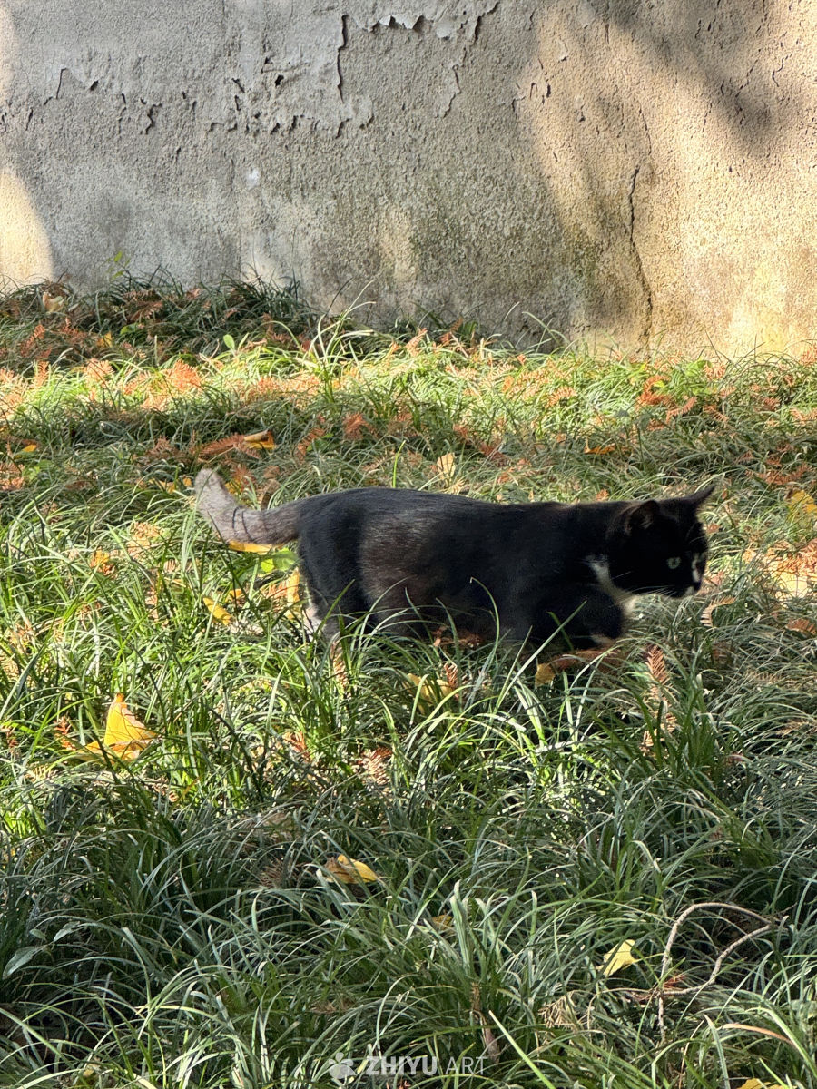 小猫咪 素面 寺院 梅花糕