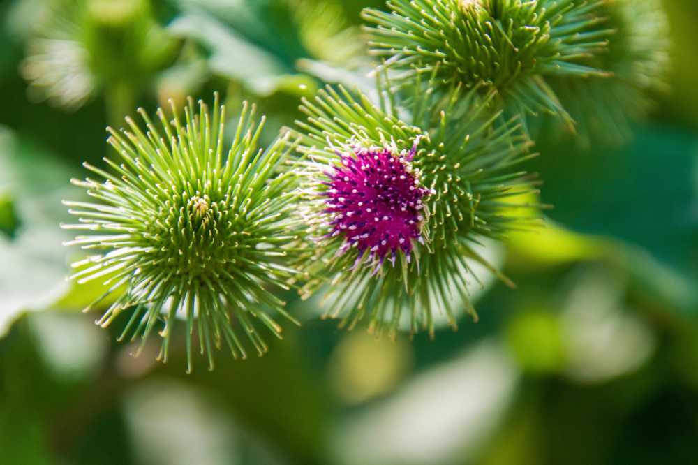 牛蒡野生植物牛蒡根野花