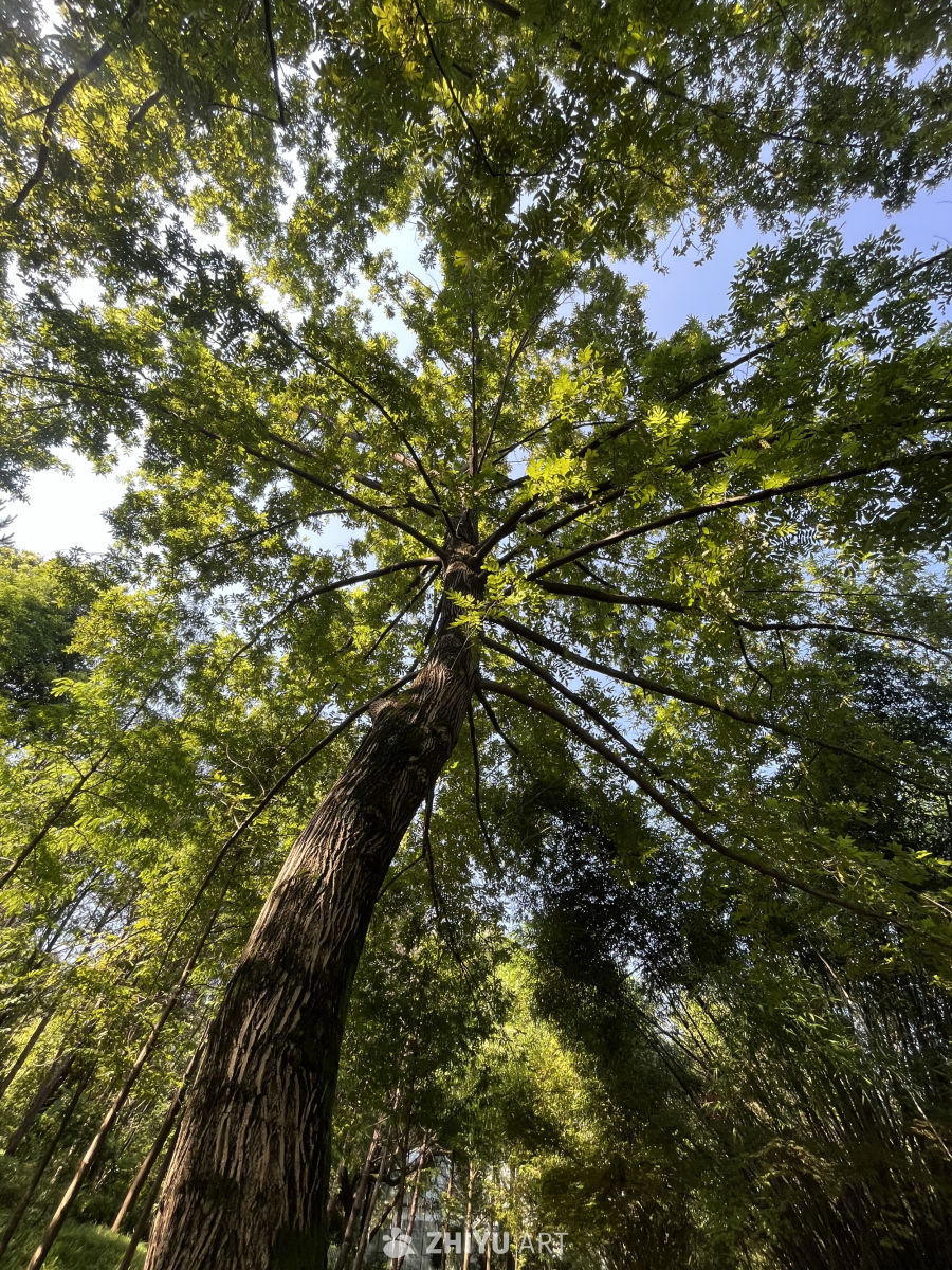 仰望大树的天空