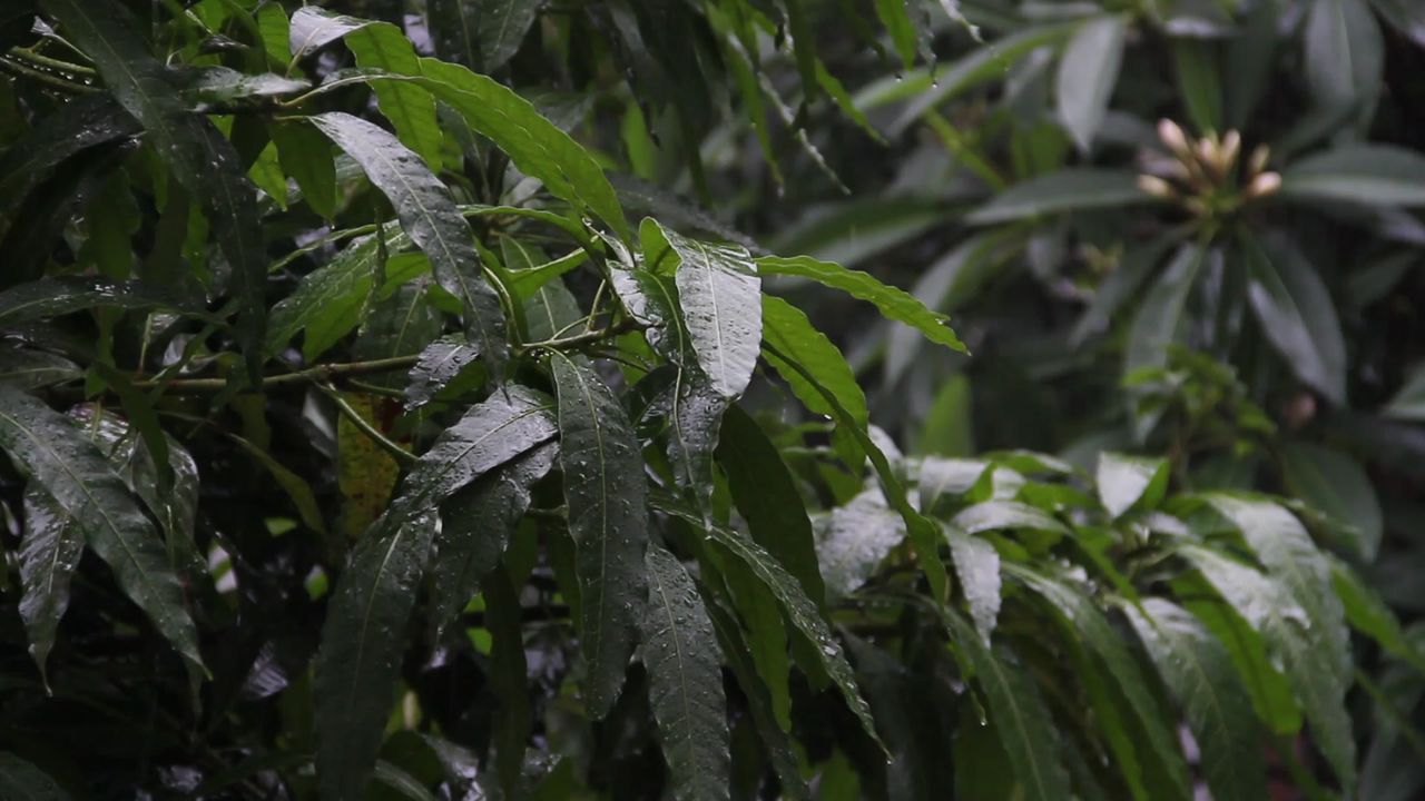 大雨中的芒果树