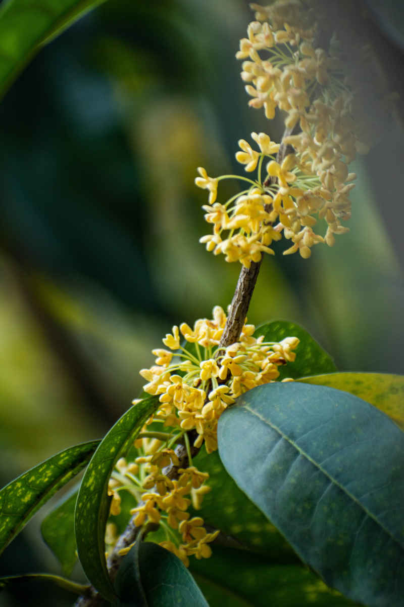 四川绵阳桂花、金桂特写 5