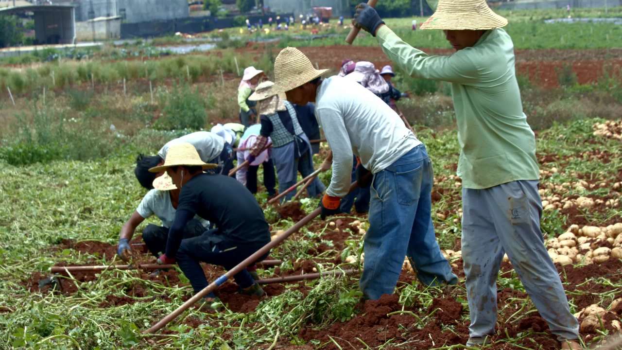 农民协作收获田野
