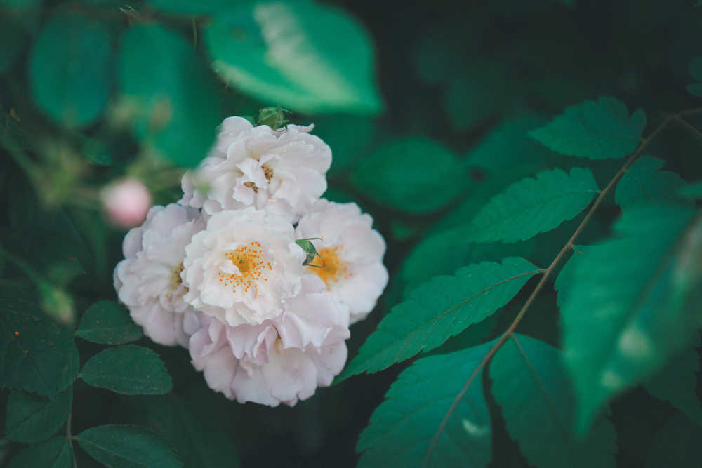 蔷薇花开