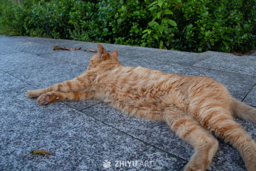 猫 3