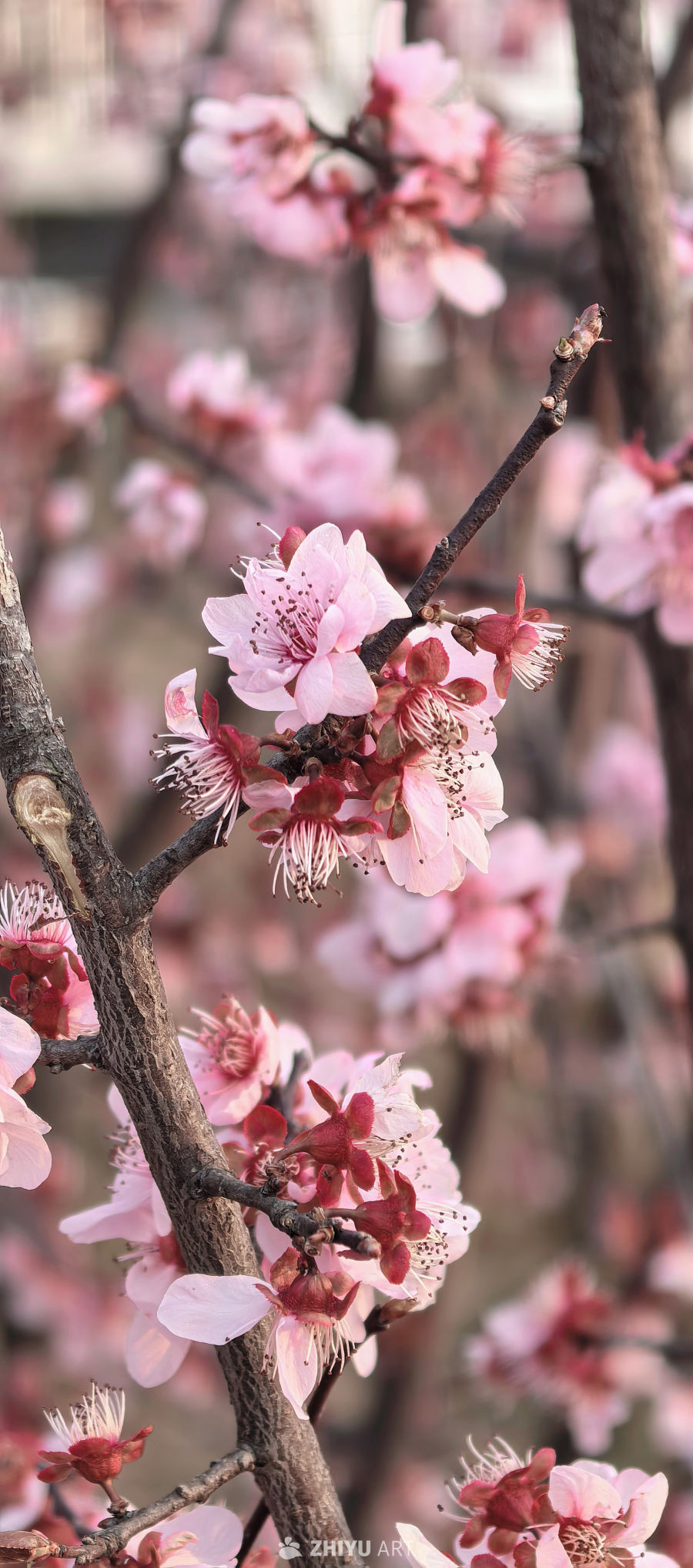 春天当然要拍花