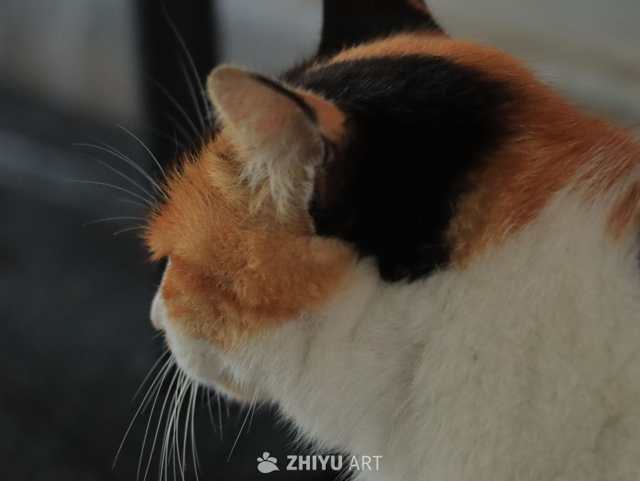 三色猫的侧脸特写