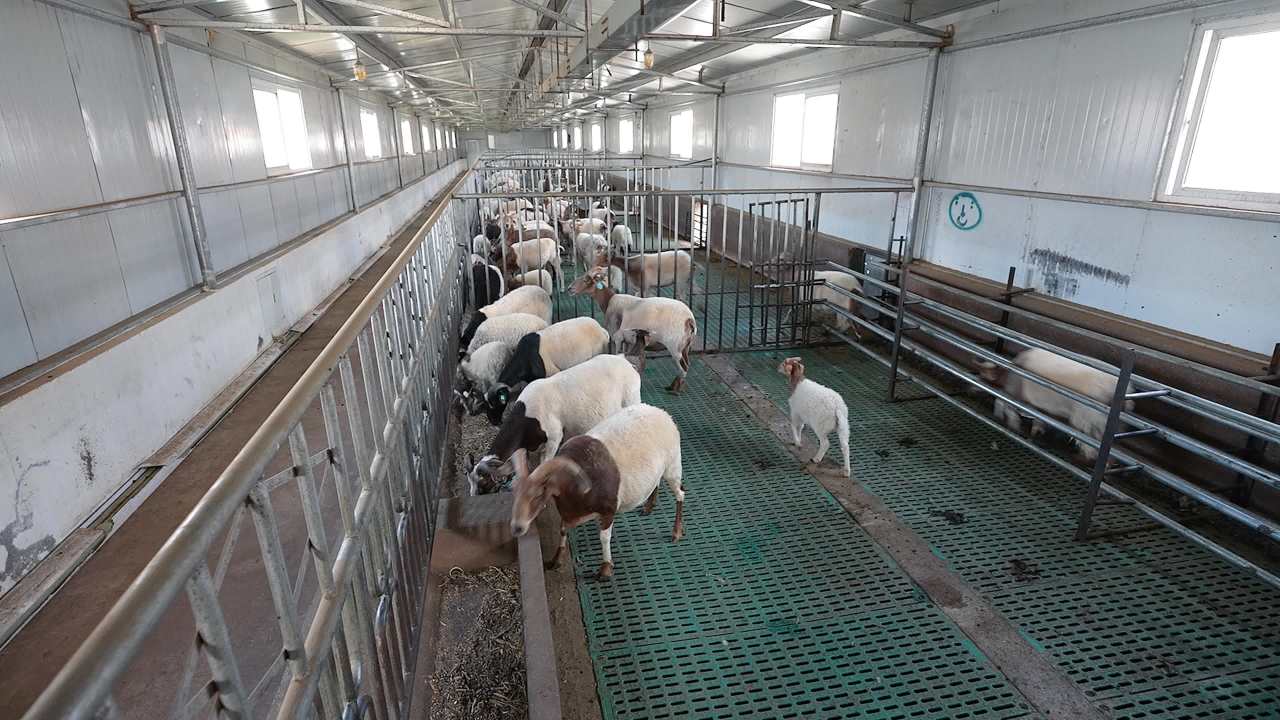 现代化养羊场养殖场景