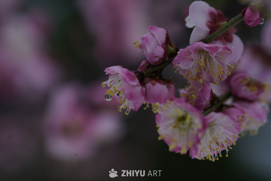 春日梅香