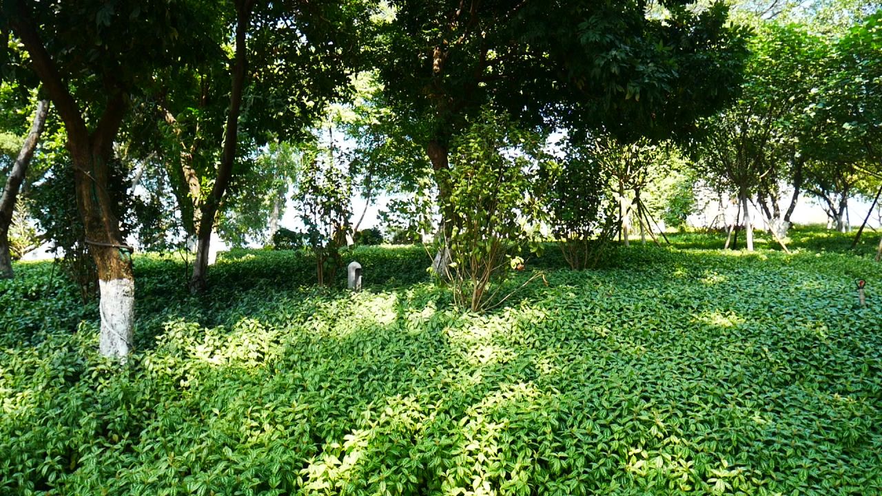公园的风