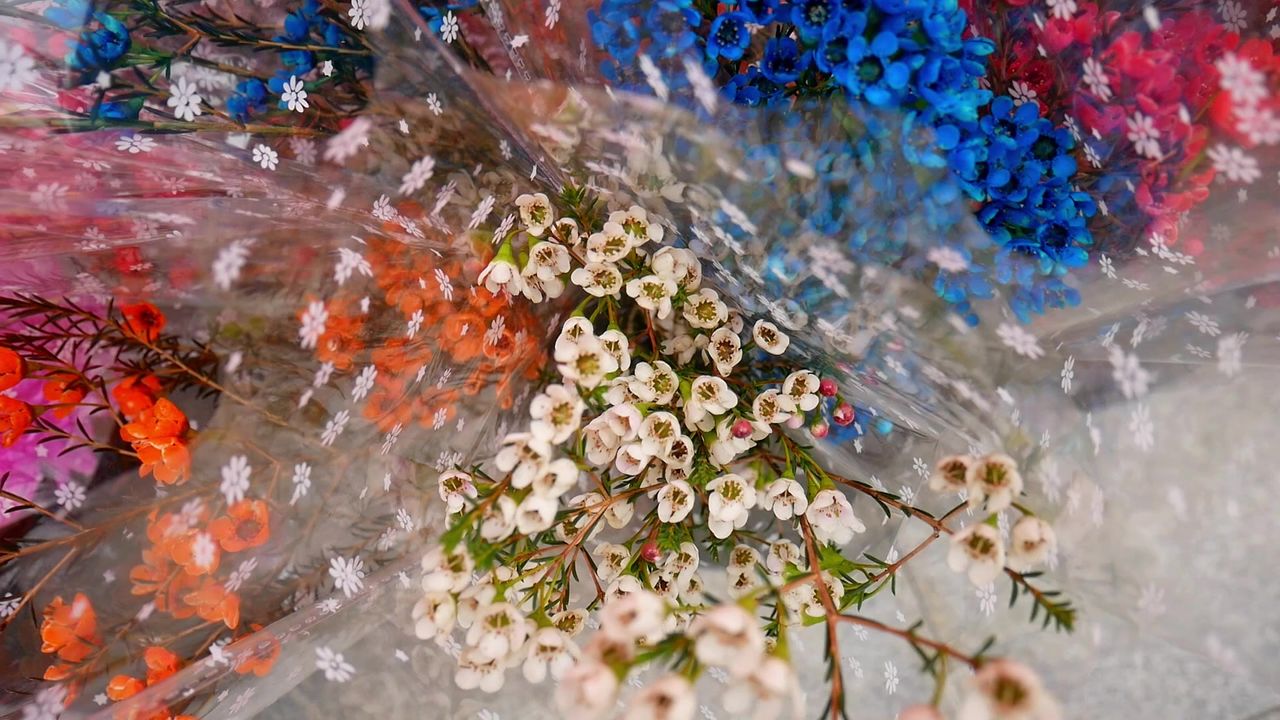 迎春花市的各色蜡花2