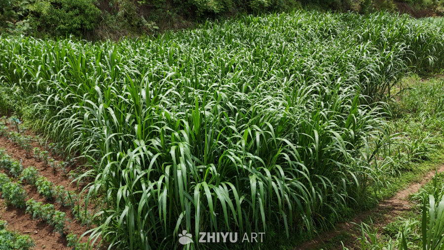 茂盛的农田作物