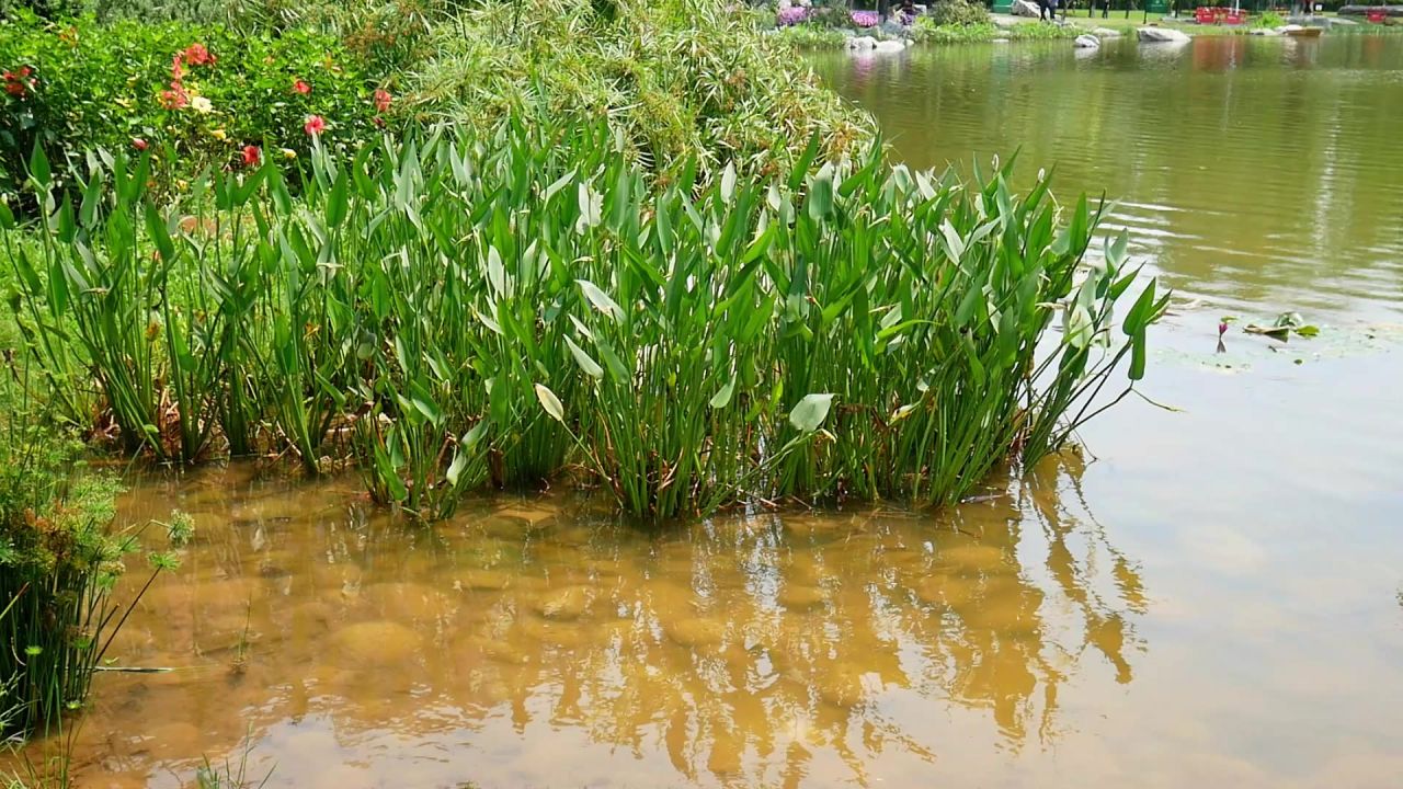浅水风吹梭鱼草