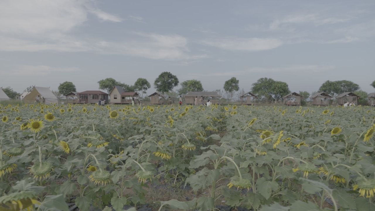 向日葵园场景