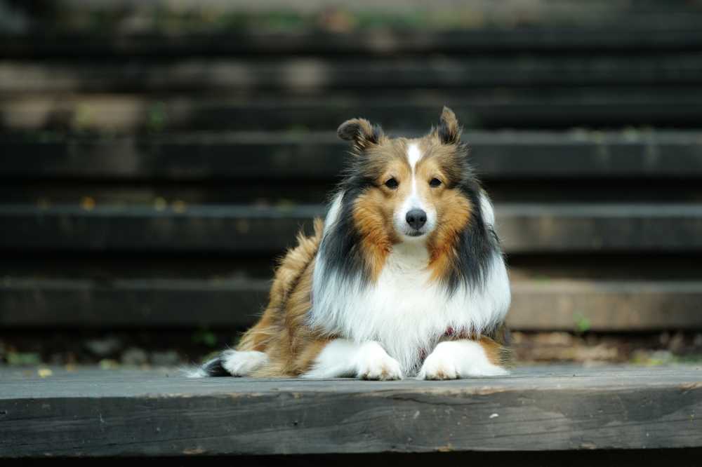 喜乐蒂牧羊犬