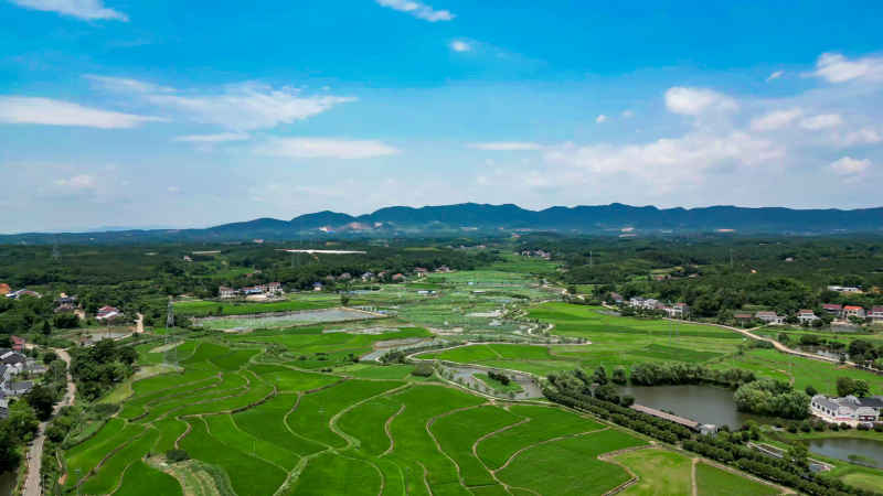 杂交水稻农业农田种植 