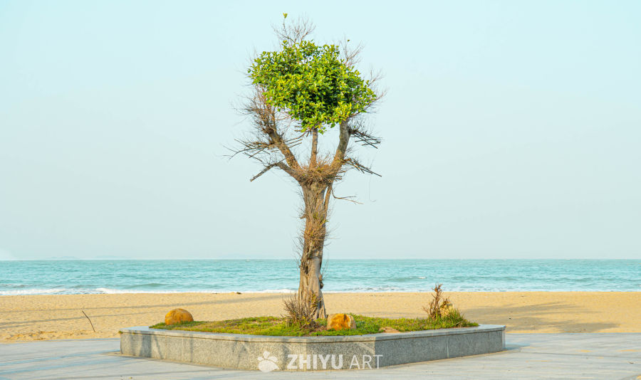 海边的树