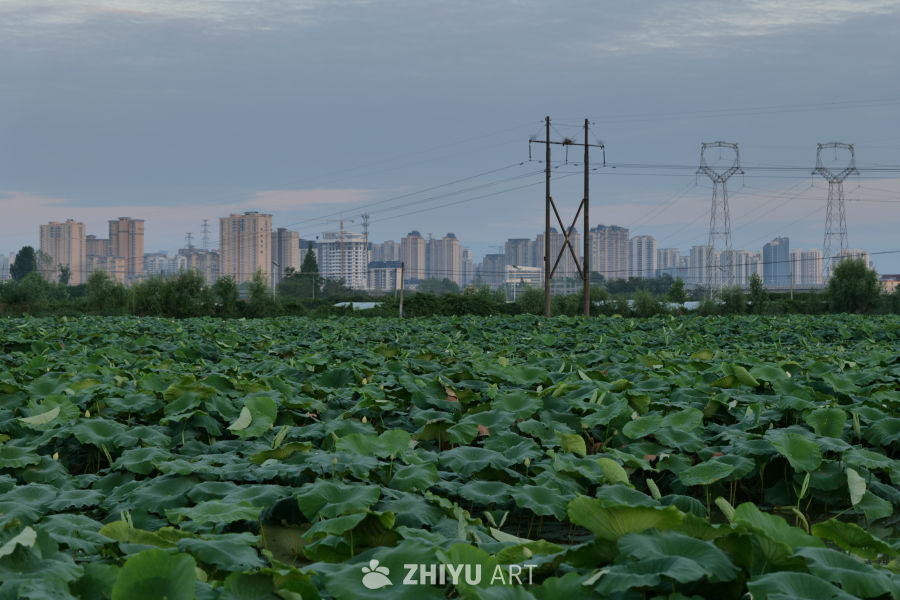 荷花 25