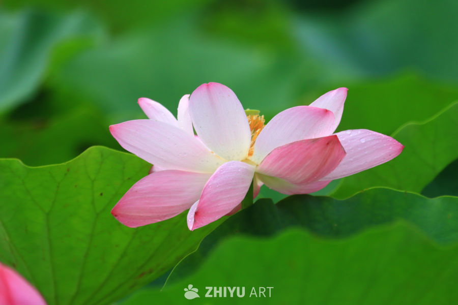 盛夏荷花 43