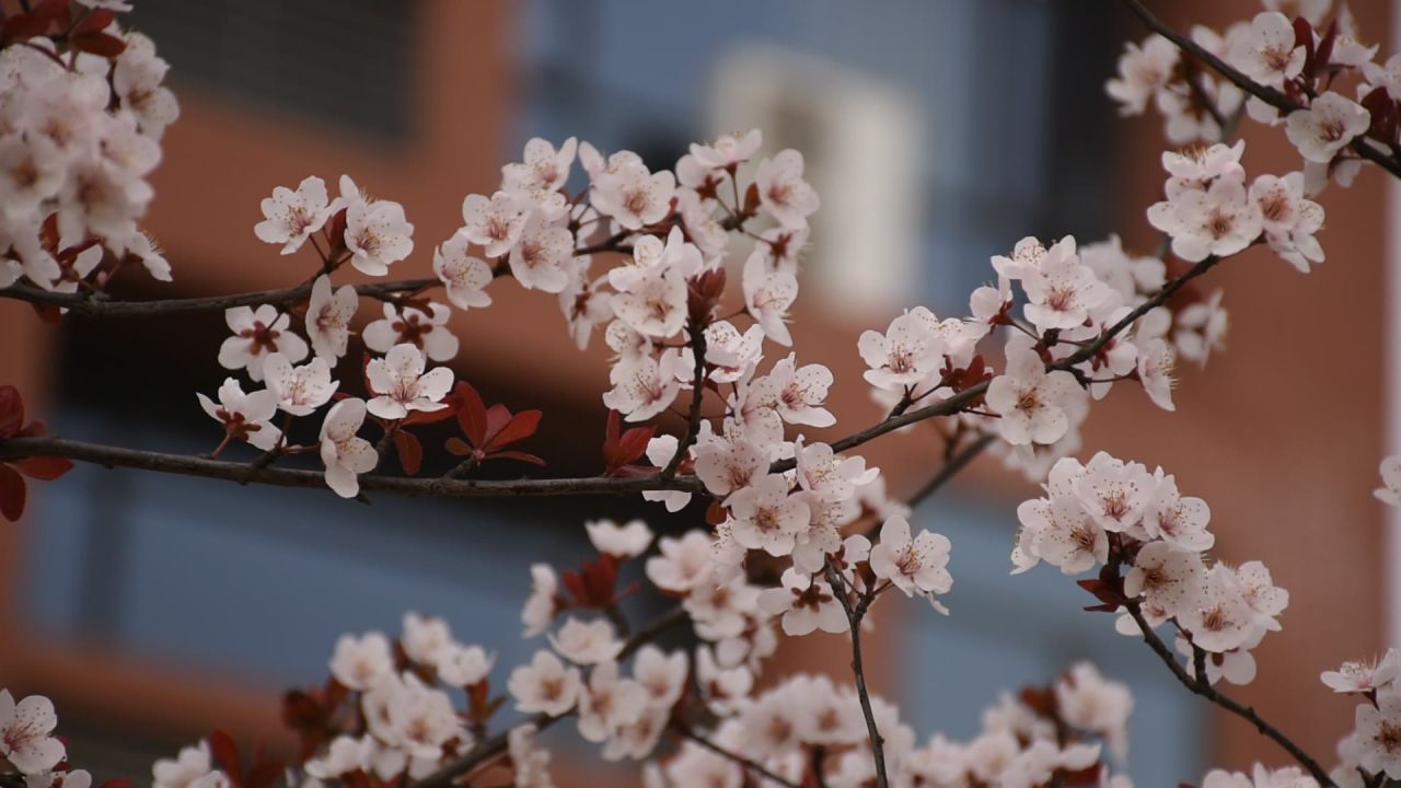 花草植物