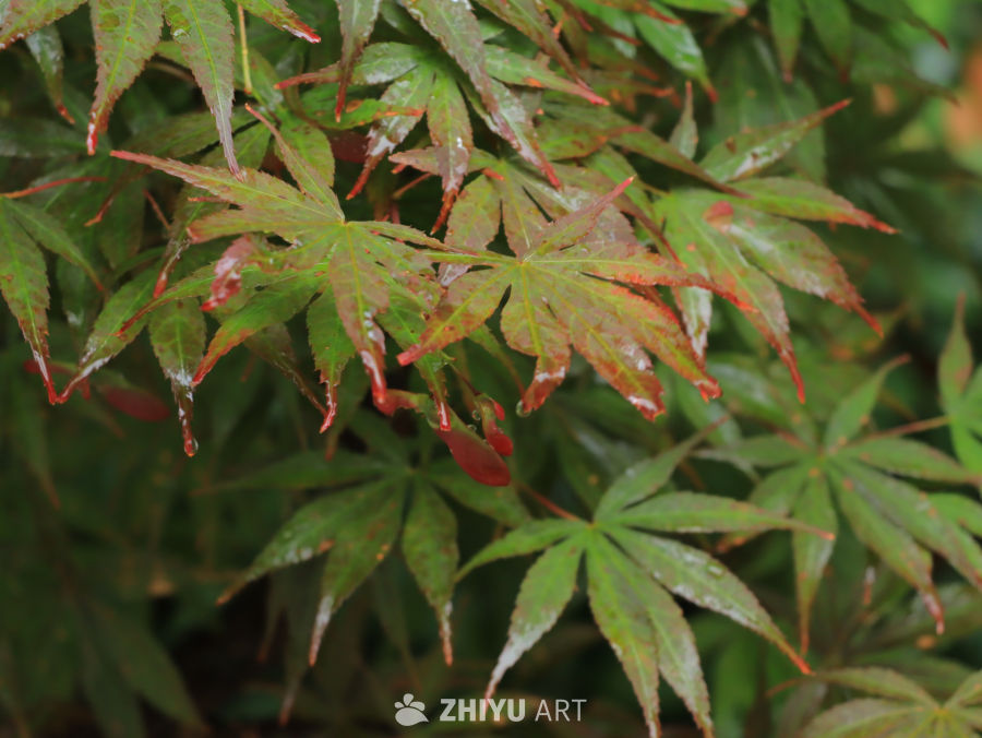 雨后枫叶的静谧之美