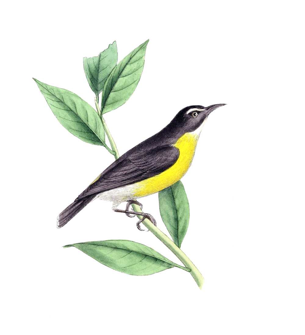 鸟酿酒画艺术动物自然枝杈野生动物叶子黄色