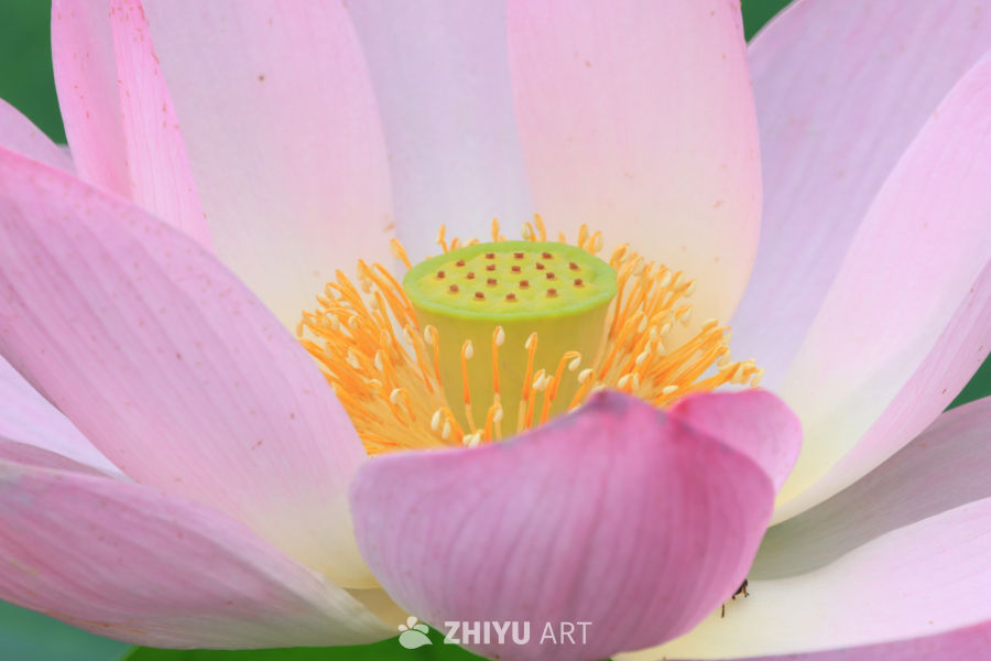 荷花 43